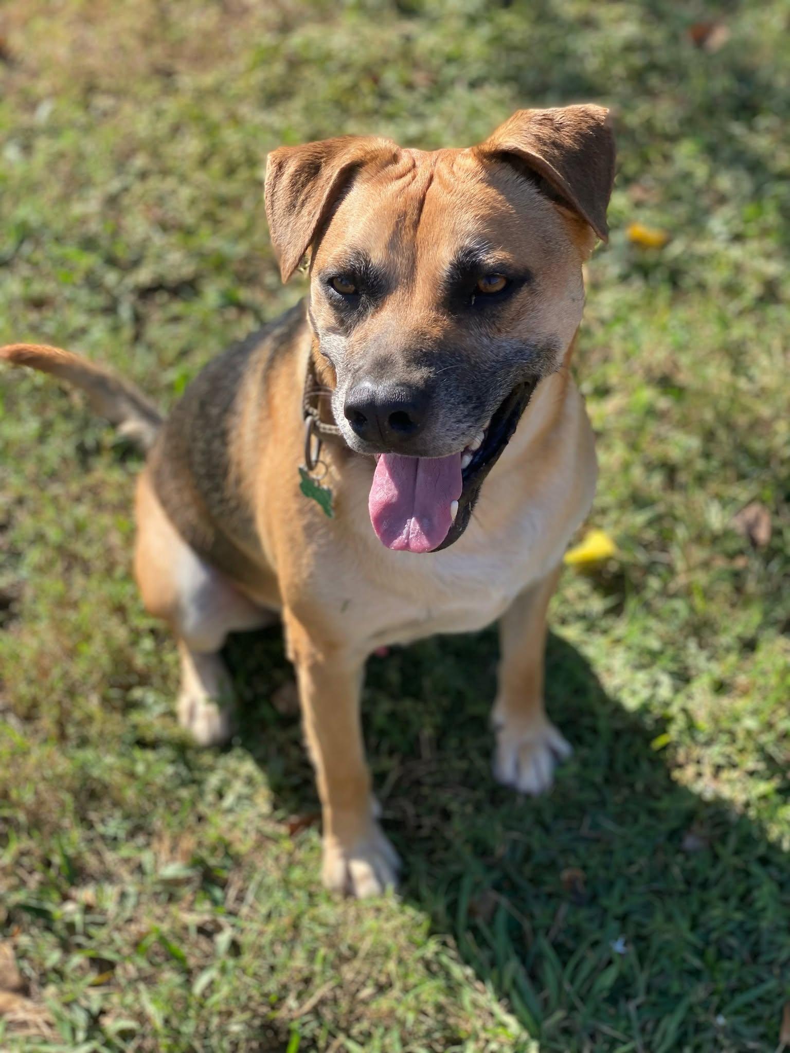 FAUNA rescue animal