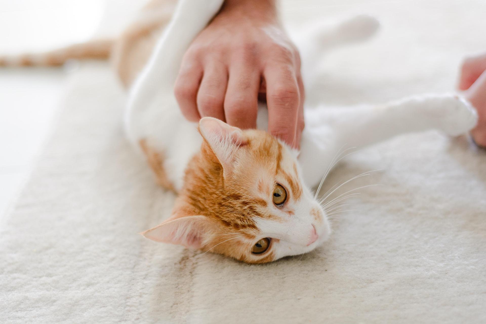 FAUNA rescue animal