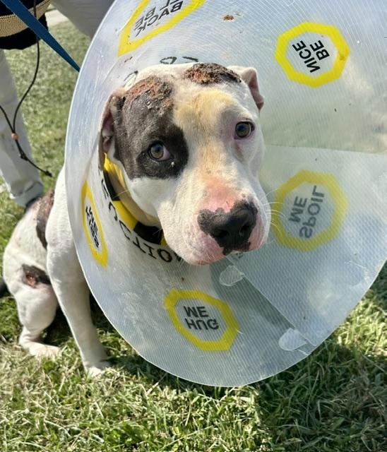 FAUNA rescue dog
