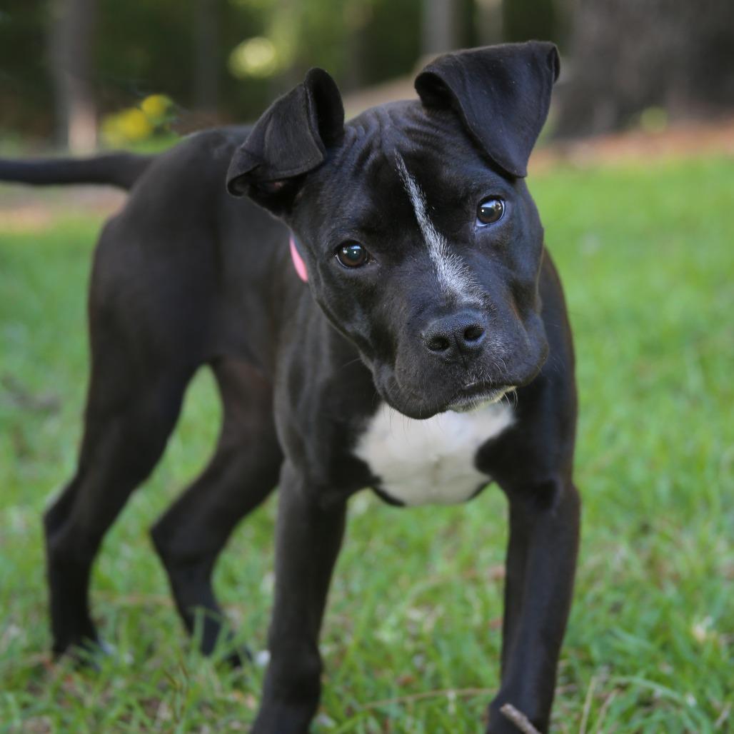 FAUNA rescue dog