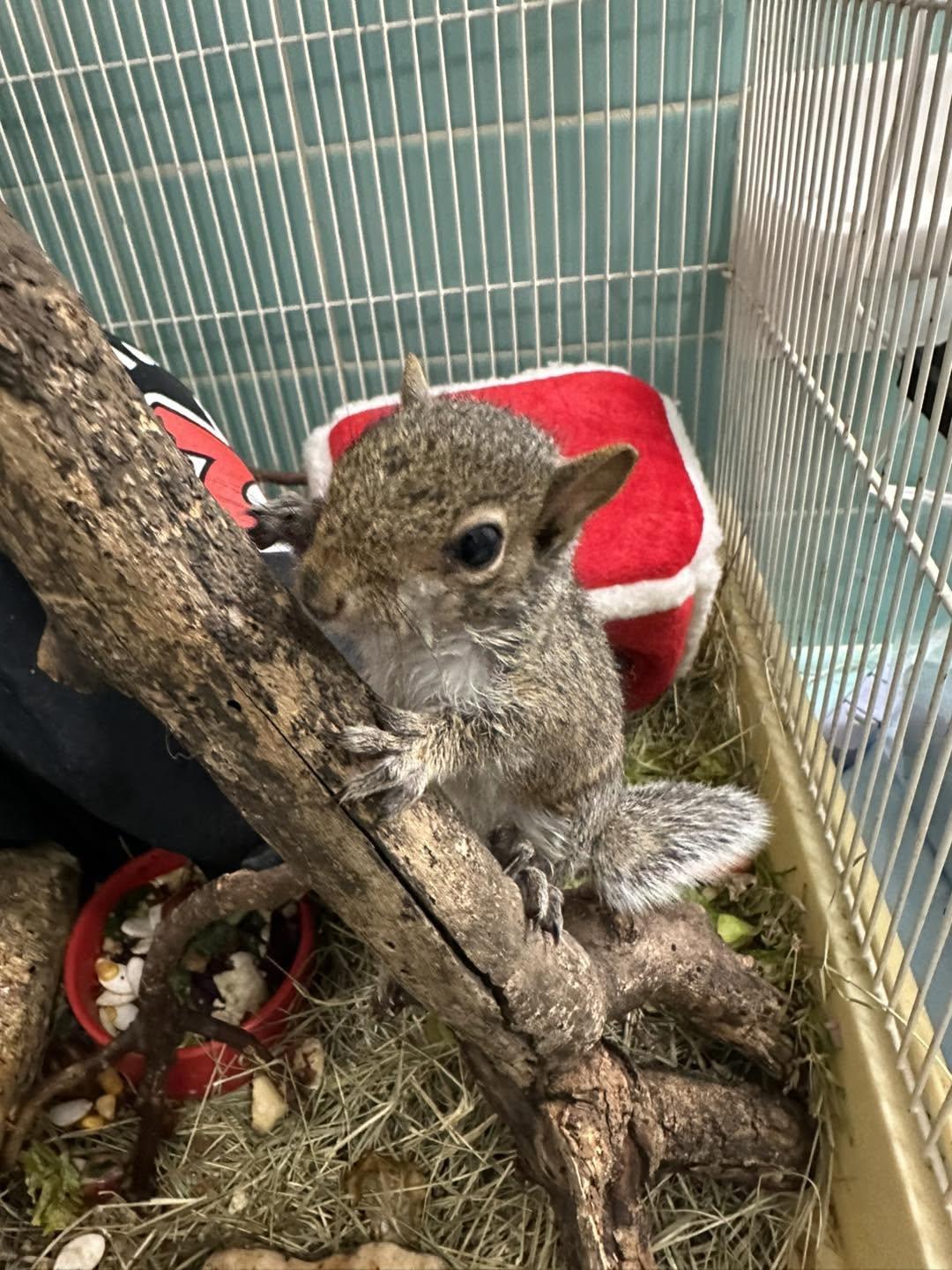 KLAWS wildlife rehabilitation