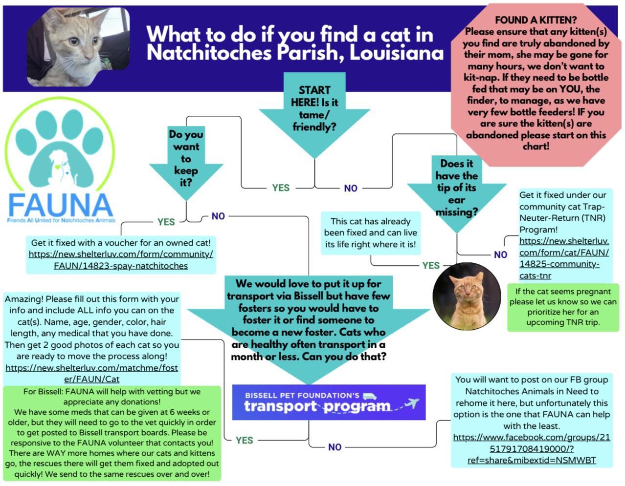 What to do if you find a cat in Natchitoches Parish
