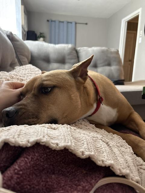 FAUNA animal in foster care
