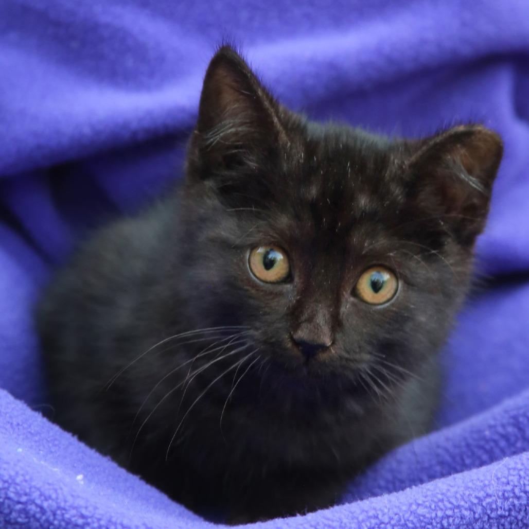 Community cats supported through FAUNA's TNR program