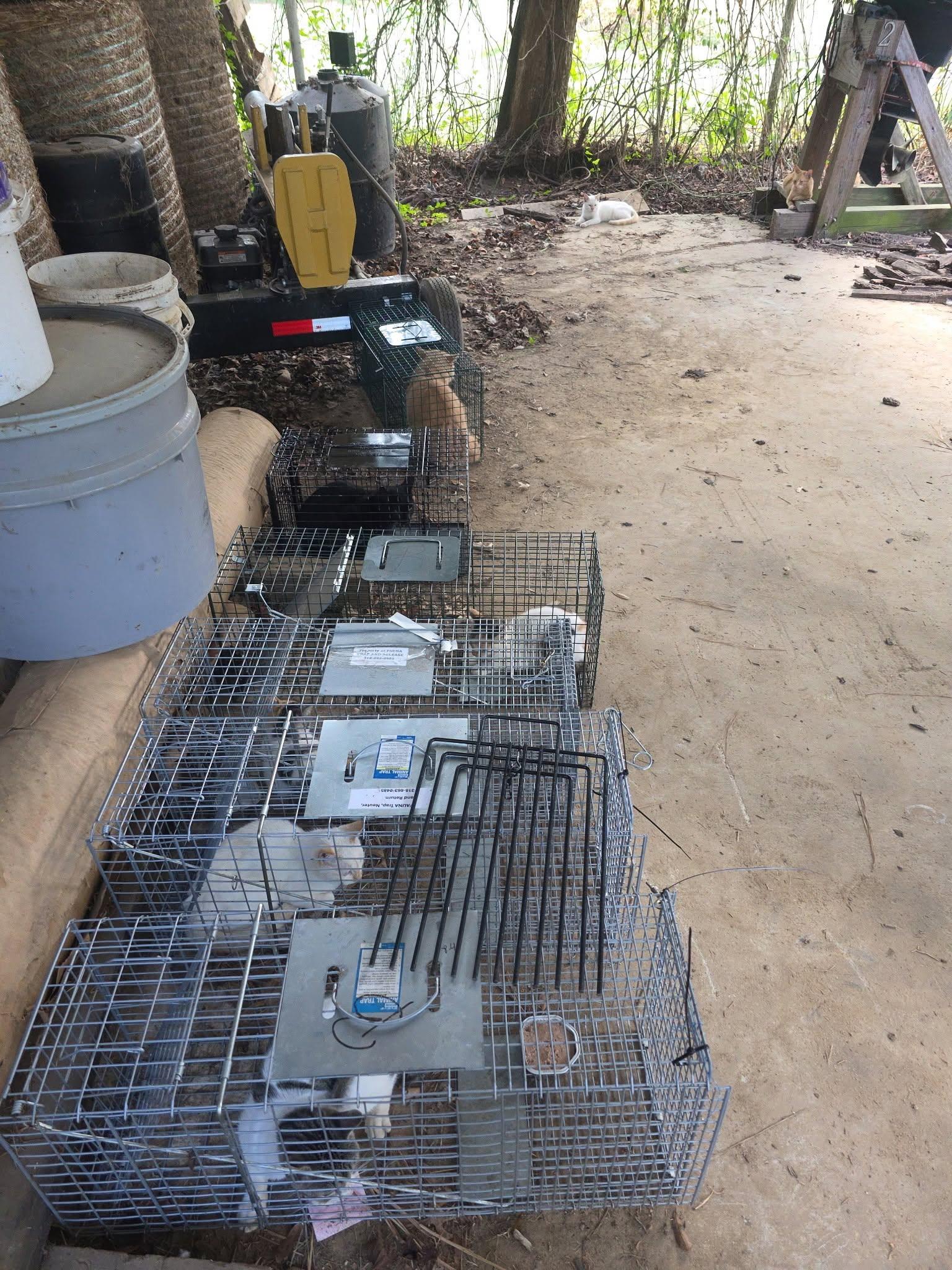FAUNA Trap-Neuter-Return community cat care