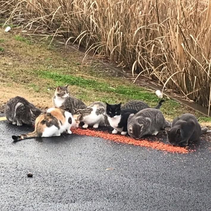 Community cats participating in FAUNA's TNR program