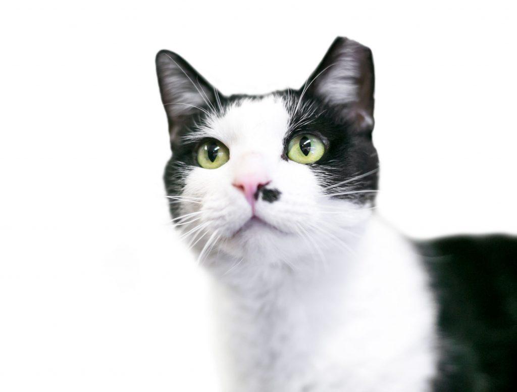 Community cat supported through FAUNA's TNR program
