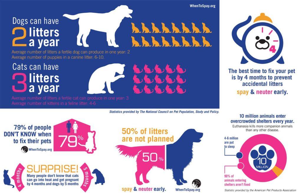 Infographic explaining pet overpopulation and the importance of spaying and neutering dogs and cats early